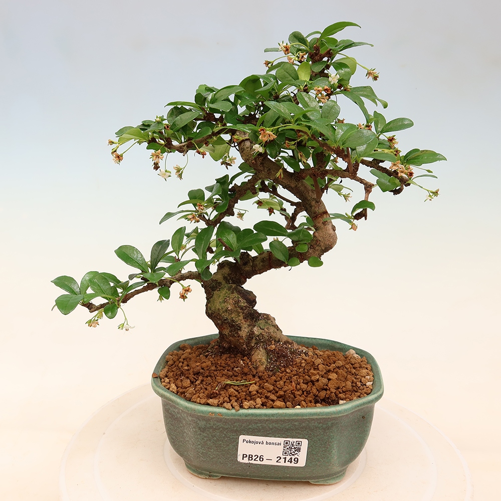 Bonsai pokojowe - Carmona macrophylla - Tea fuki