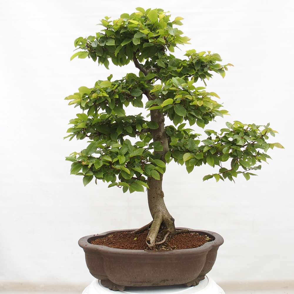 Bonsai zewnętrzne - Grab - Carpinus betulus