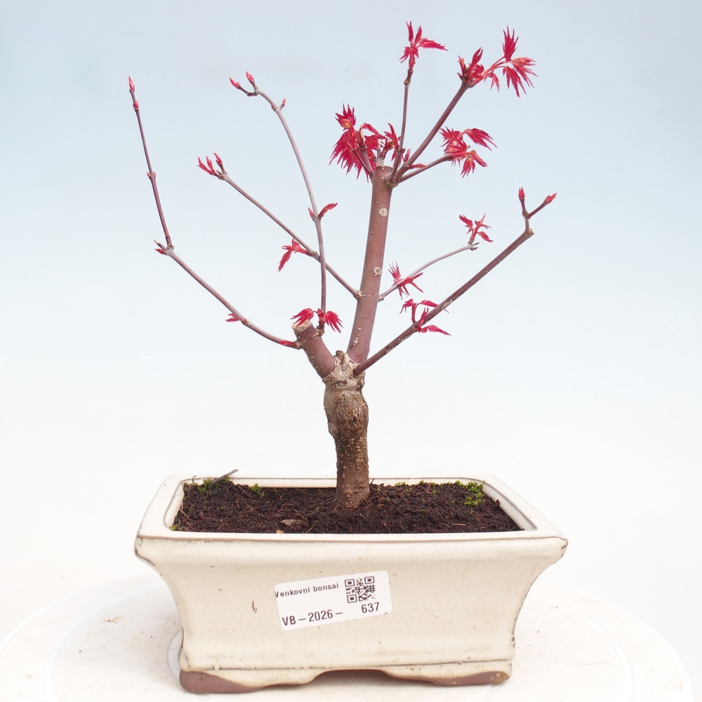 Outdoor bonsai - Acer palmatum DESHOJO