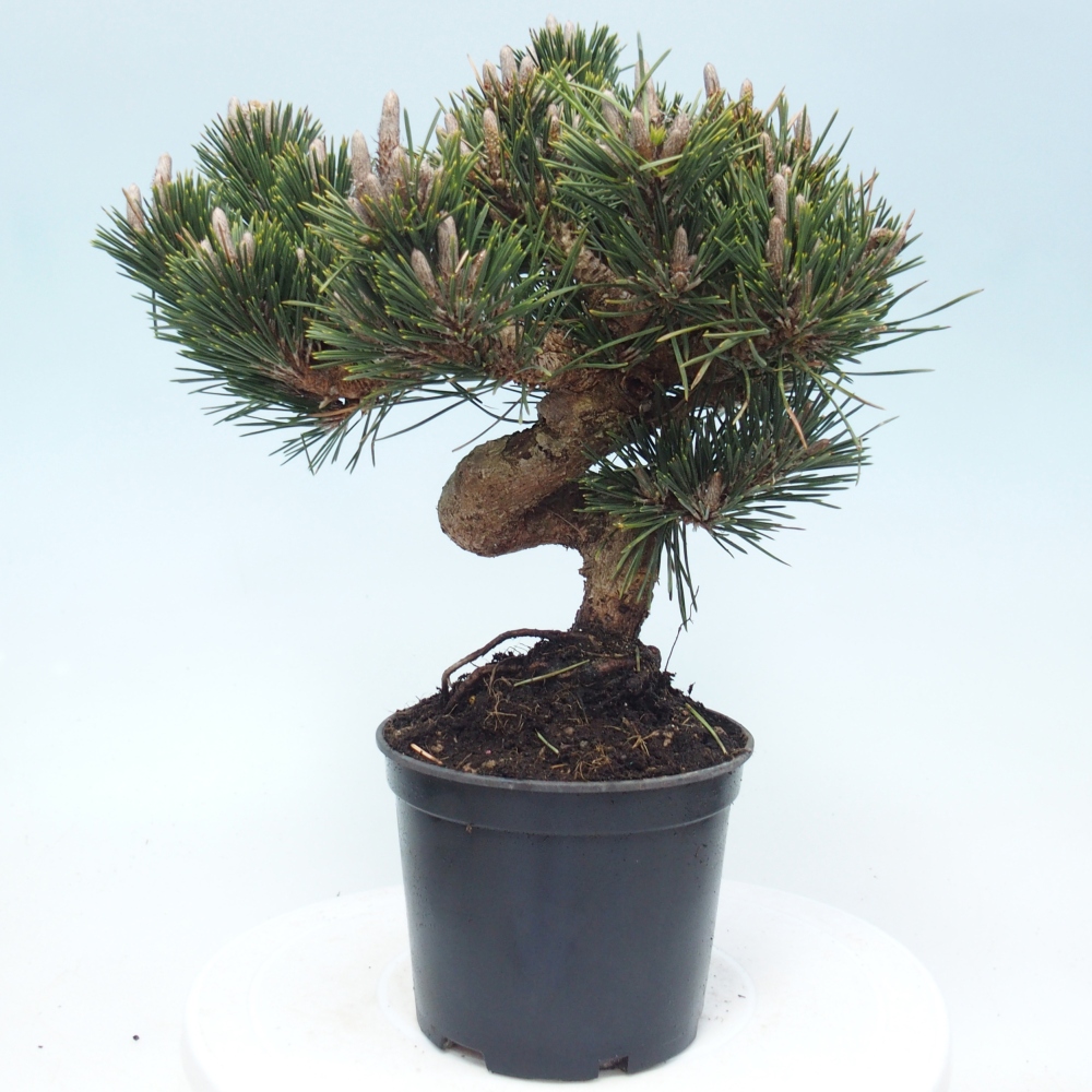 Outdoor bonsai - Pinus thunbergii senjyumaru - Sosna Thunberga