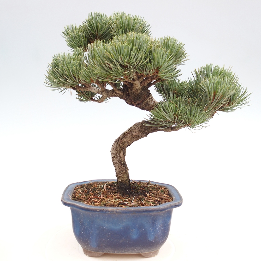 Outdoor bonsai - Pinus parviflora - Mała sosna