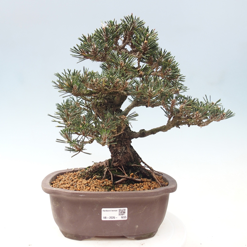 Outdoor bonsai - Pinus thunbergii Kotobuki - Sosna Thunberga