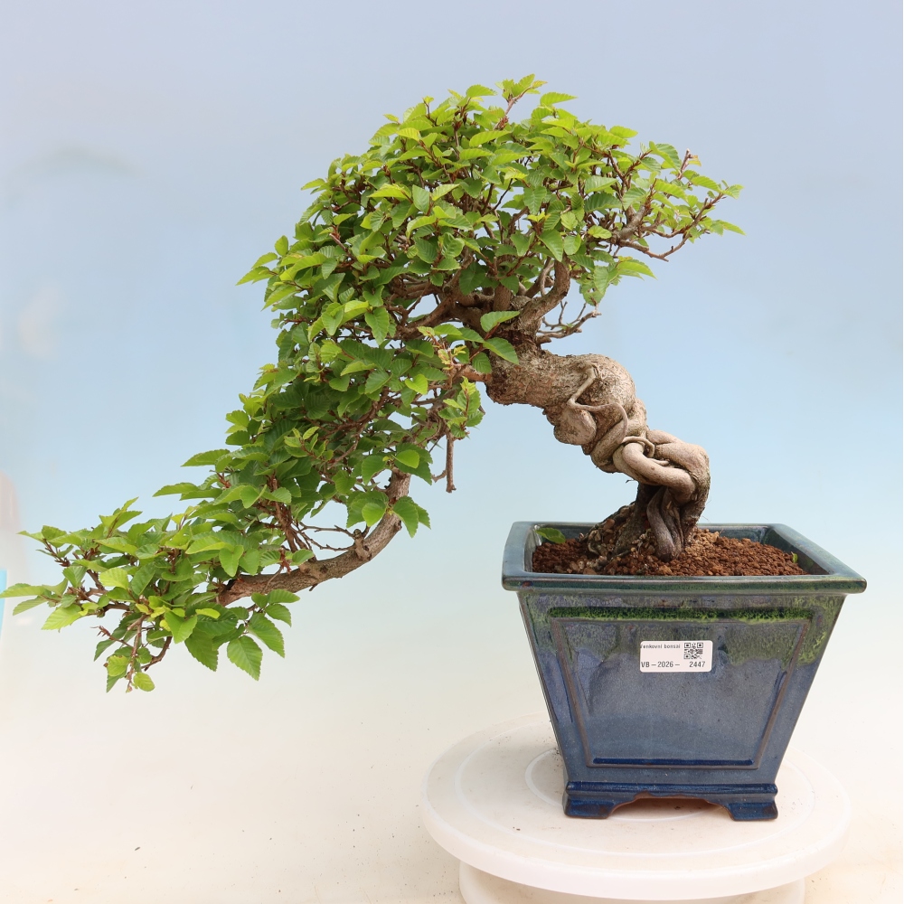 Outdoor bonsai - Carpinus coreana - grab koreański