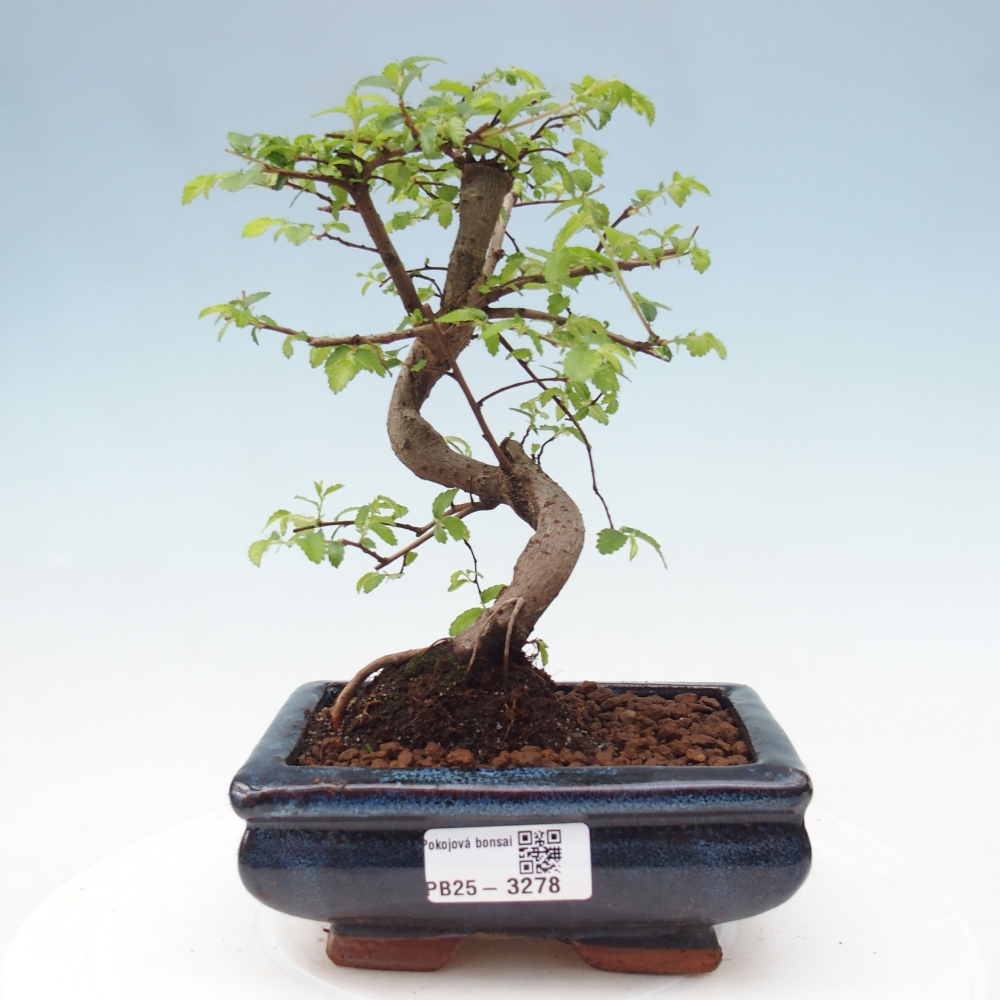 Pokój bonsai - Ulmus parvifolia - Wiąz drobnolistny