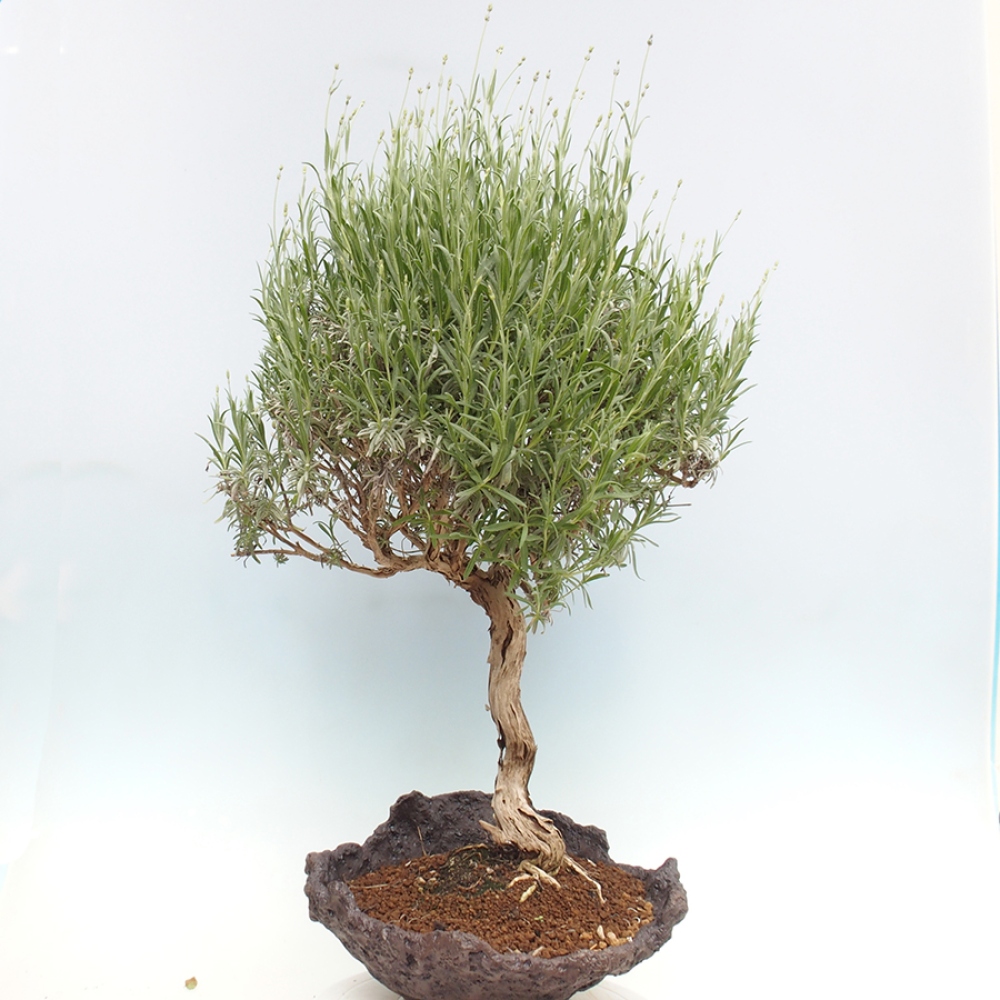 Bonsai ogrodowe - Lavandula - Lawenda