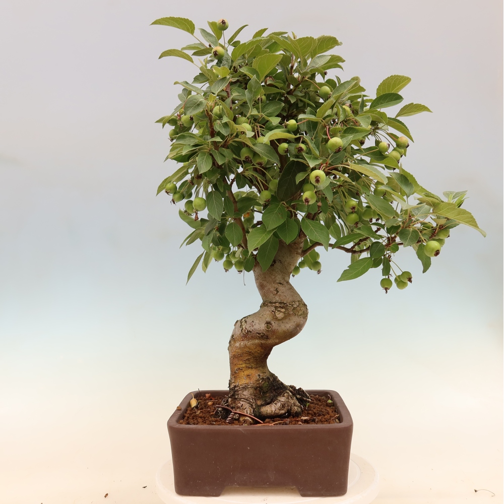 Outdoor bonsai - Malus halliana - Jabłoń drobnoowocowa