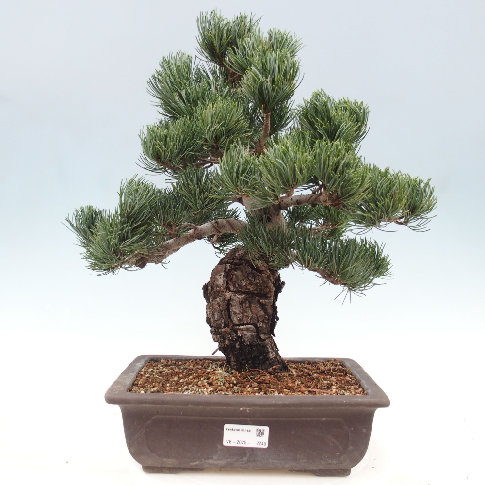 Outdoor bonsai - Pinus parviflora - Mała sosna