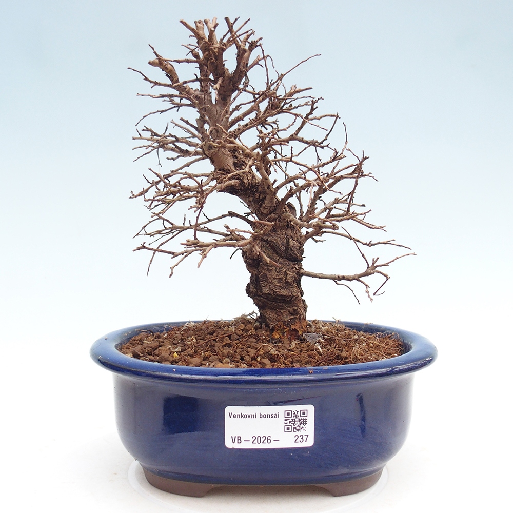 Bonsai zewnętrzne - Zelkova - Zelkova NIRE