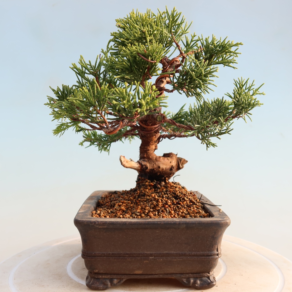 Outdoor bonsai - Juniperus chinensis Itoigawa - Jałowiec chiński