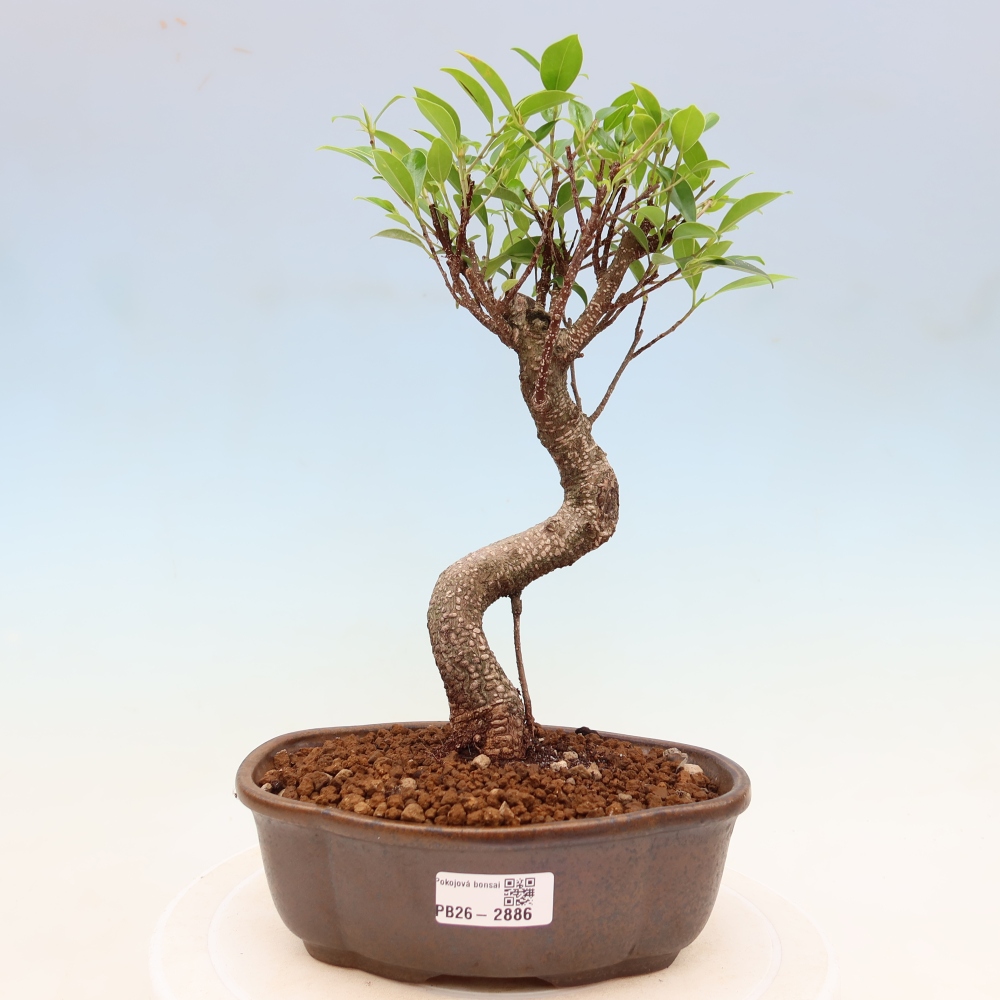 Pokój bonsai - Ficus kimmen - figowiec drobnolistny
