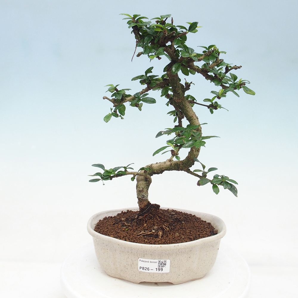 Bonsai pokojowe - Carmona macrophylla - Tea fuki