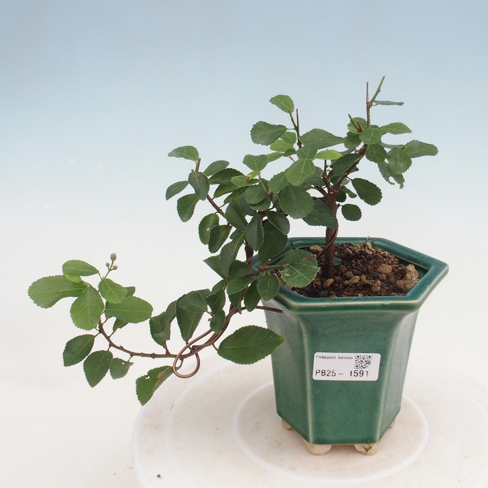 Kryty bonsai - Grewia occidentalis - Lawendowa gwiazda