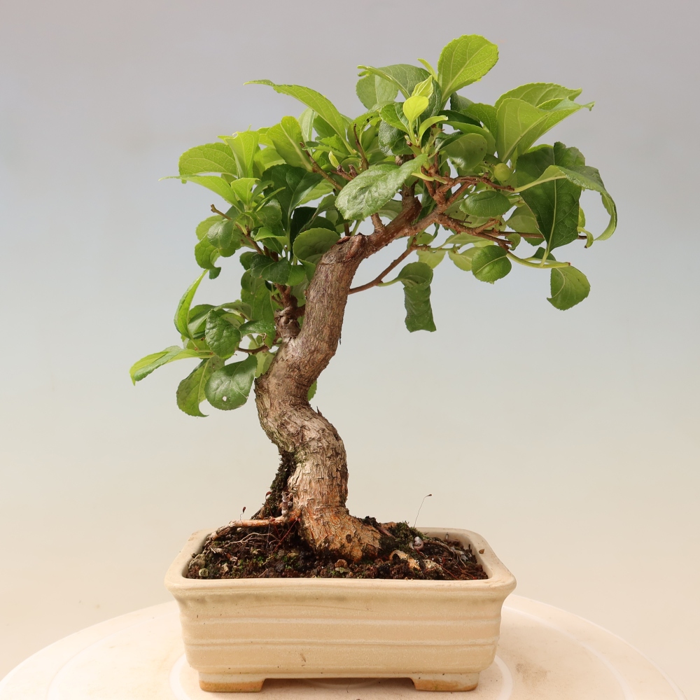 Bonsai zewnętrzne - Celastrus orbiculatus