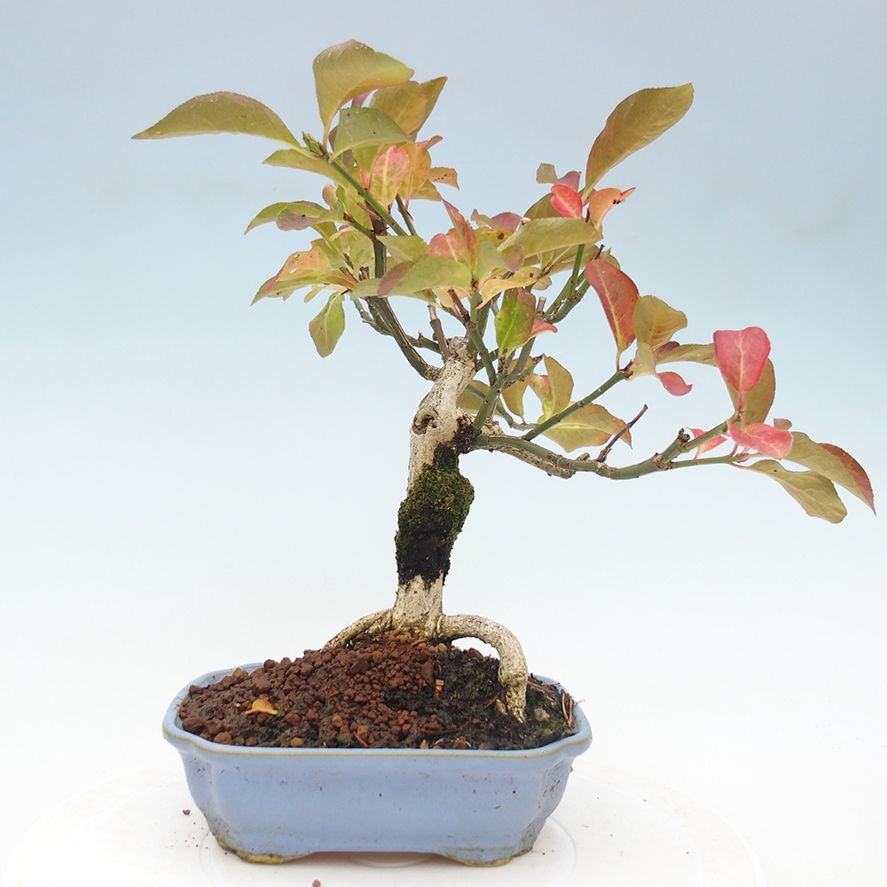 Bonsai zewnętrzne - wiąz europejski - euonimus
