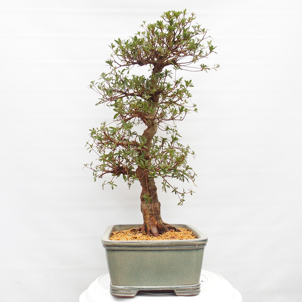Bonsai zewnętrzne - Azalia japońska - Azalia satsuki