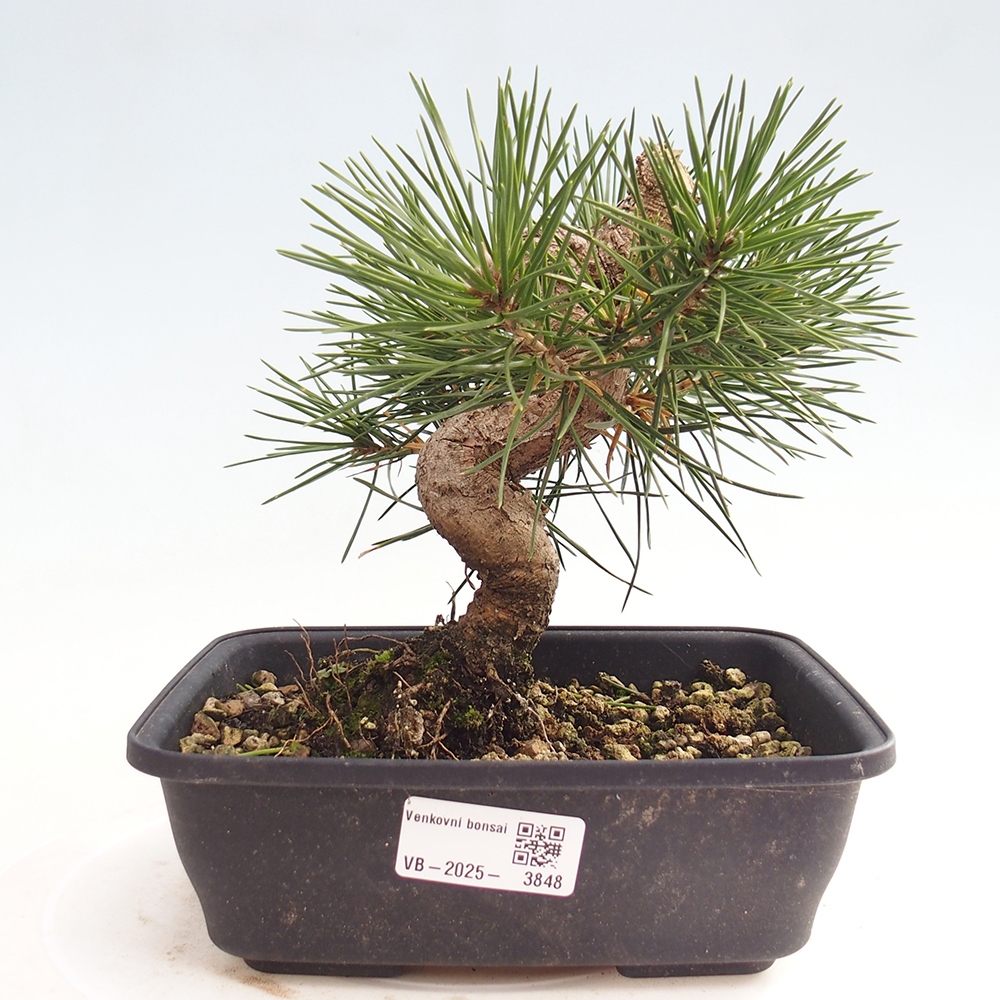 Outdoor bonsai - Pinus thunbergii - sosna Thunberga