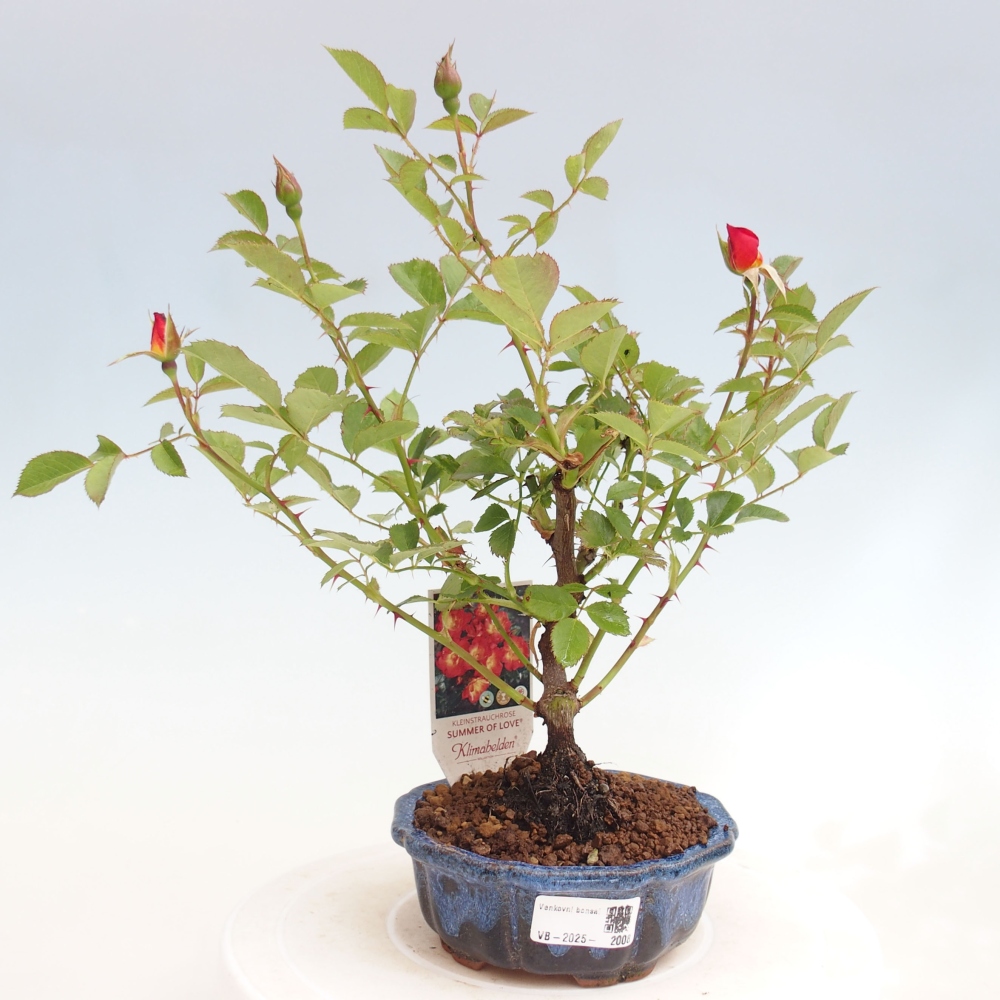 Bonsai na zewnątrz - Rosa Kordes - róża 