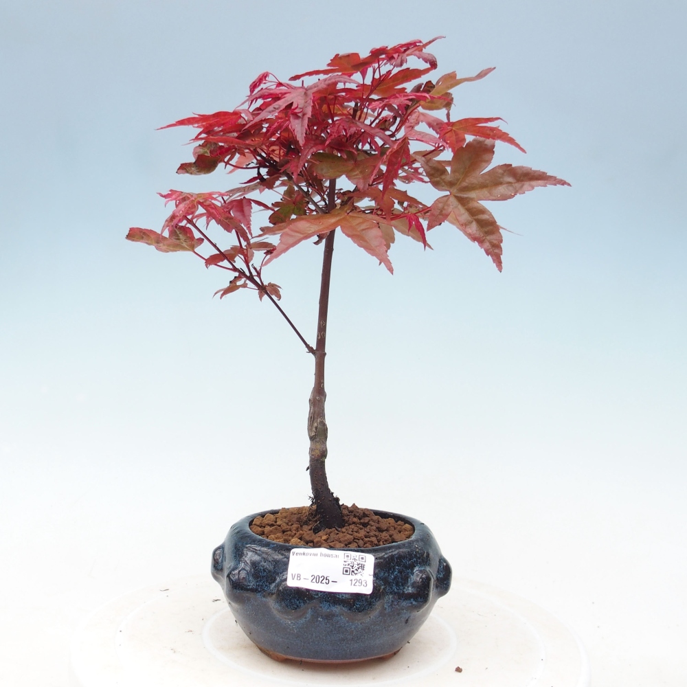 Outdoor bonsai - dlanitolistý klon - Acer palmatum DESHOJO