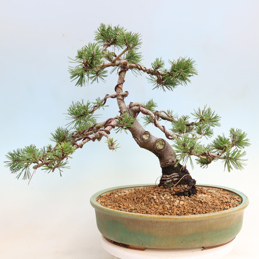 Bonsai ogrodowe – Pinus mugo Humpy – sosna karłowata