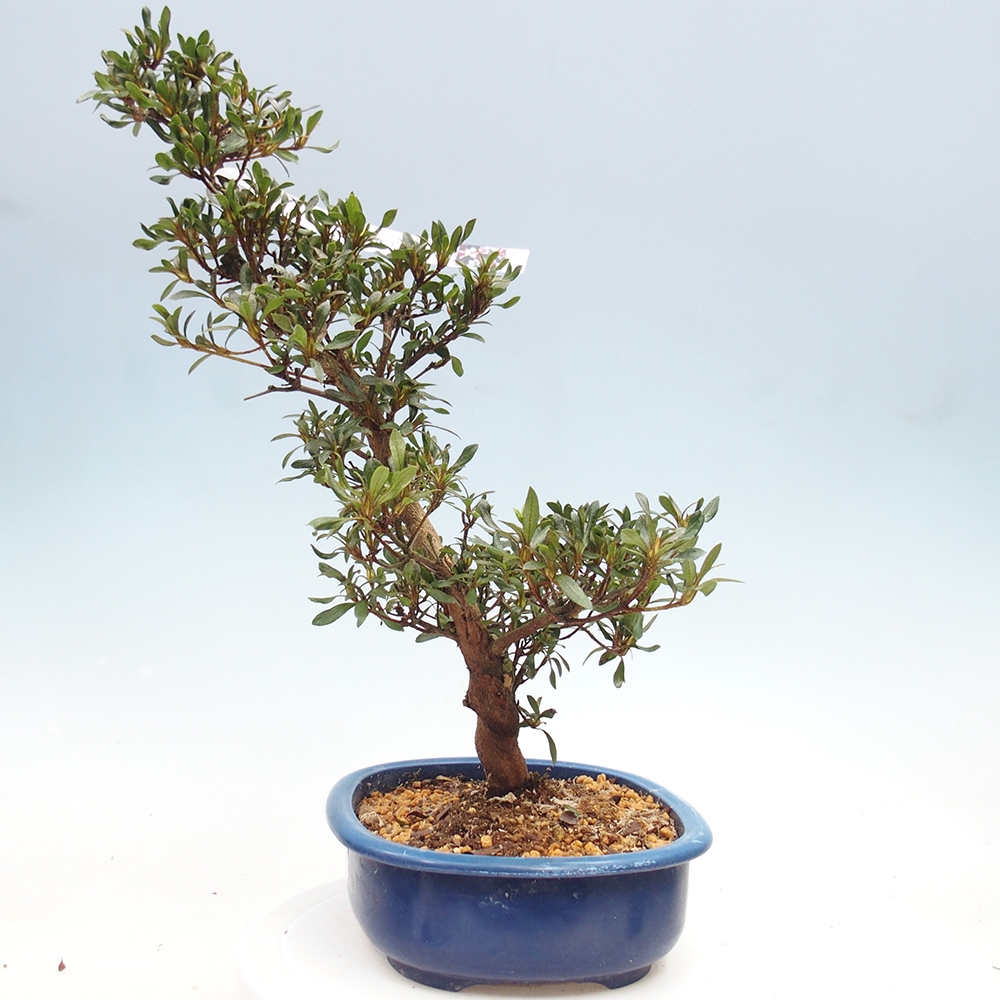 Bonsai zewnętrzne - Azalia japońska - Azalia CHIHIRO
