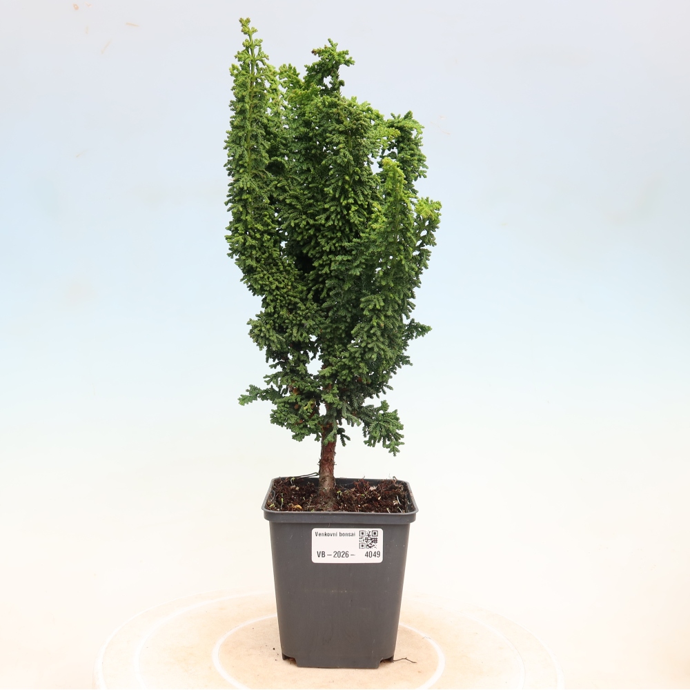 Bonsai zewnętrzne - Cham. obtusa SEKKA HINOKI - Cyprys