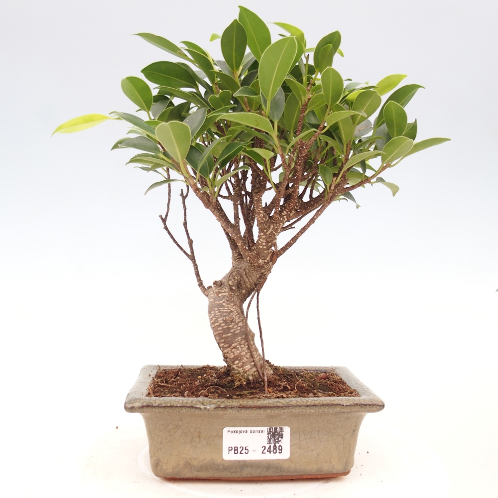 Bonsai wewnętrzne - Ficus retusa - figowiec drobnolistny