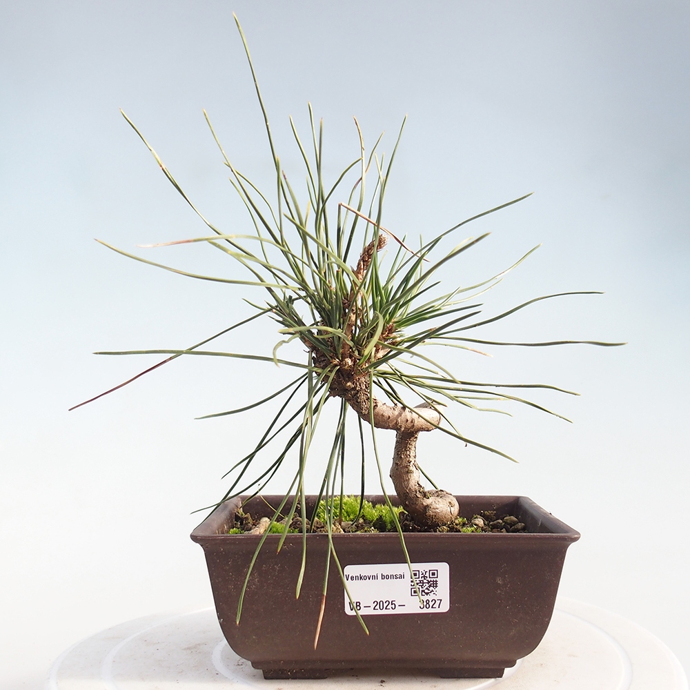 Outdoor bonsai - Pinus thunbergii - sosna Thunberga