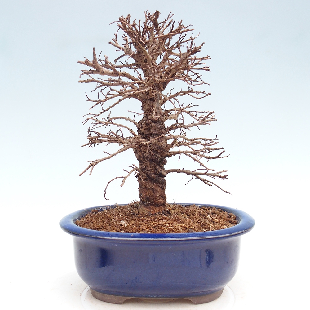 Bonsai zewnętrzne - Zelkova - Zelkova NIRE