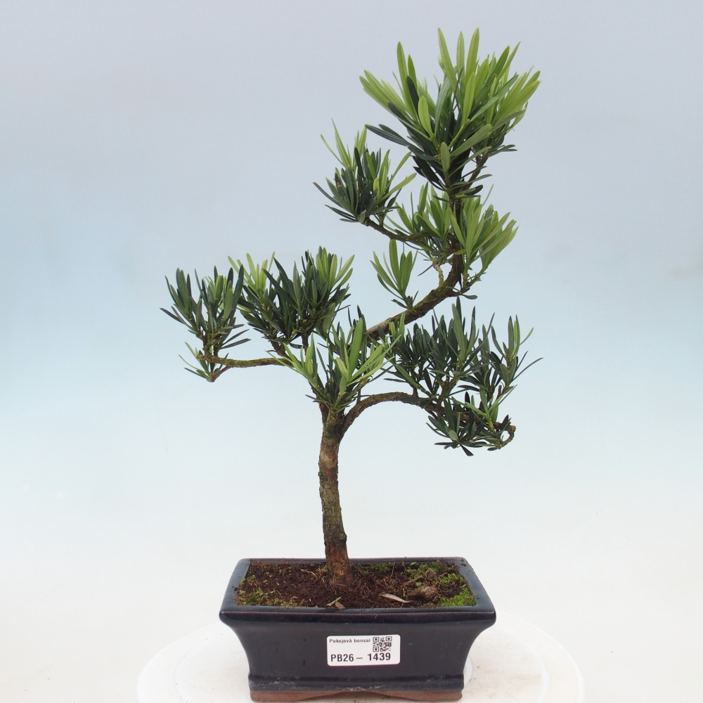 Pokój bonsai - Podocarpus - Kamienny cis