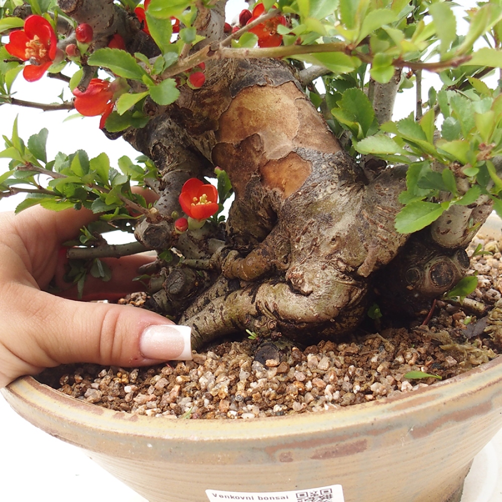 Bonsai zewnętrzne - Chaneomeles speciosa - Pigwa