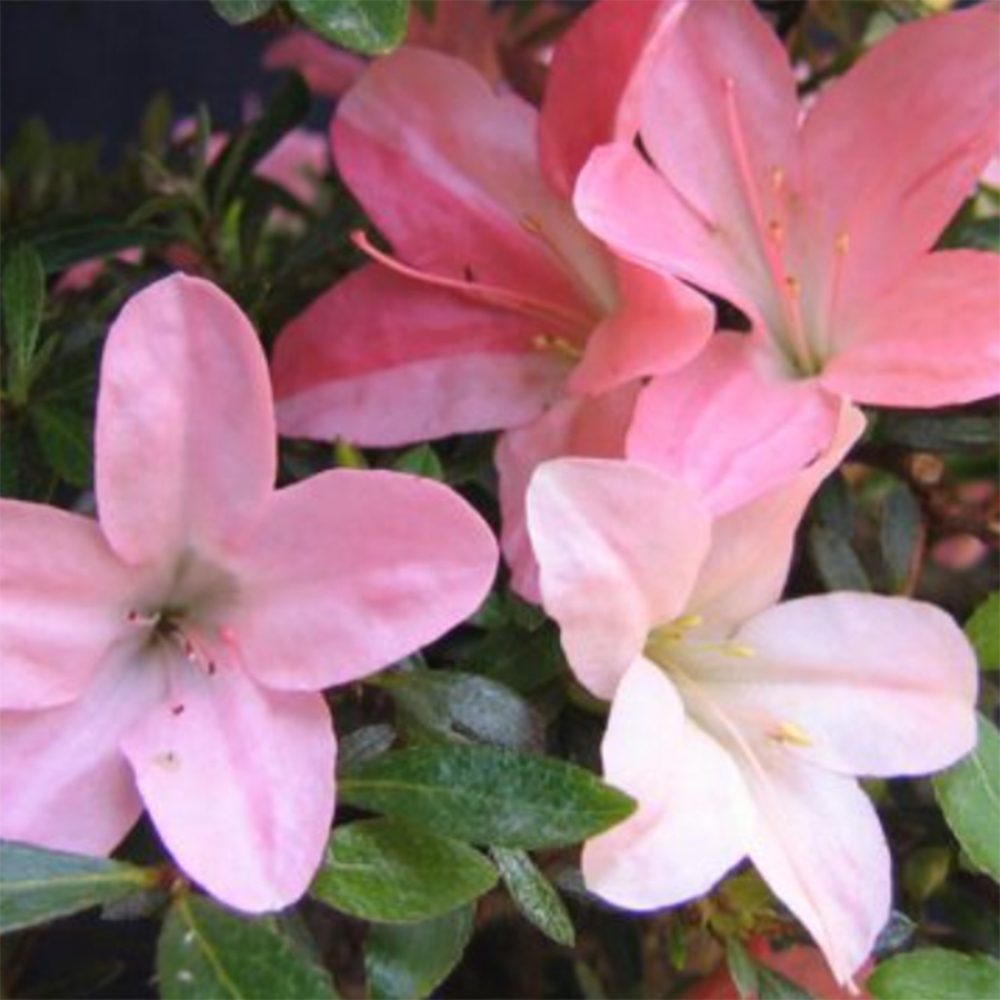 Bonsai zewnętrzne - Azalia japońska - Azalia Nikko