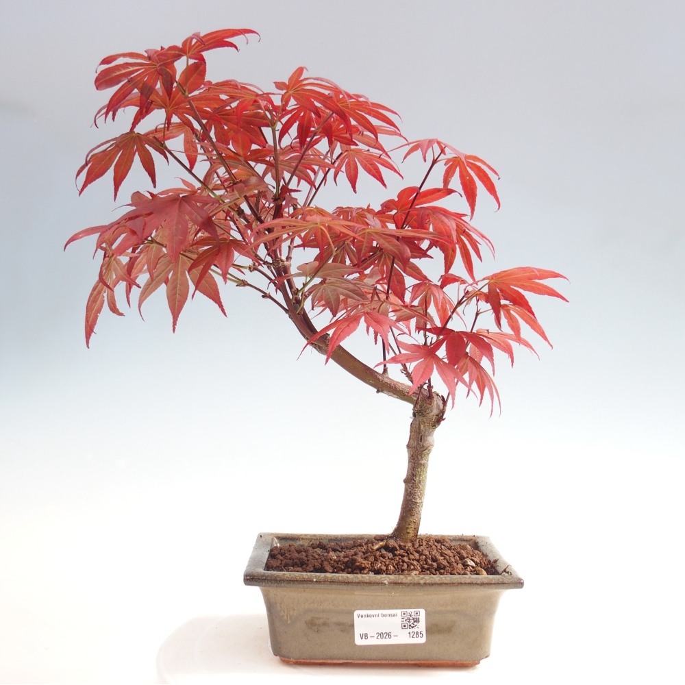 Bonsai na zewnątrz - Palma Acer. Atropurpureum-Javor palmate