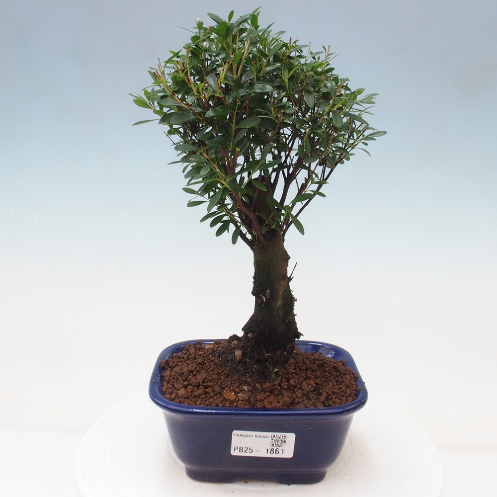 Pokój bonsai - Syzygium - Pimentovník