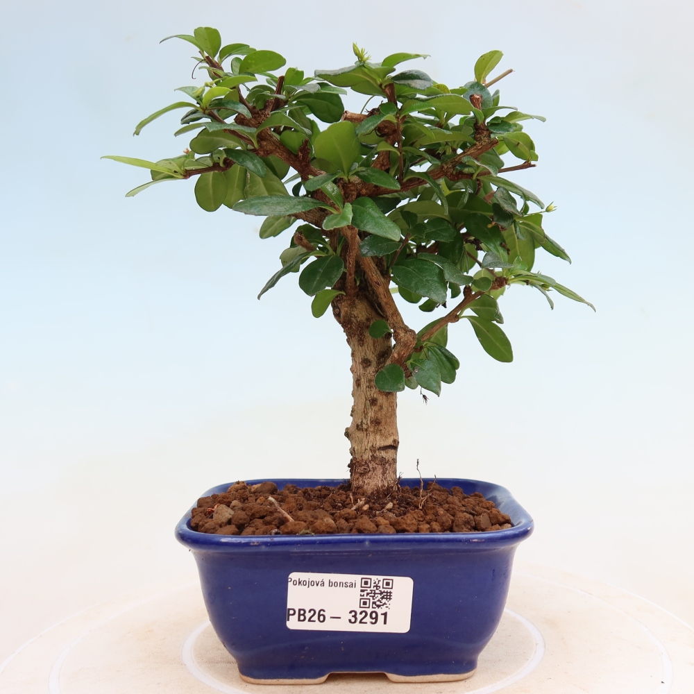 Bonsai pokojowe - Carmona macrophylla - Tea fuki