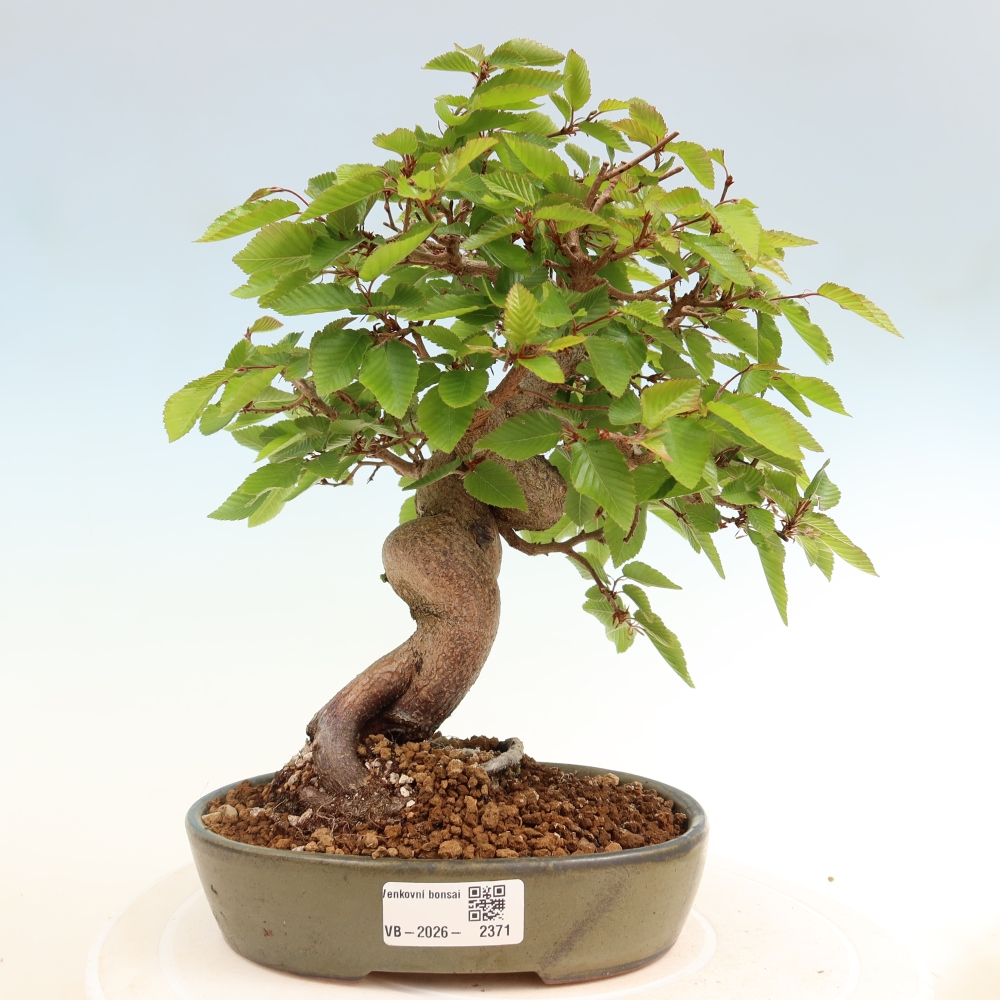 Outdoor bonsai - Carpinus coreana - grab koreański
