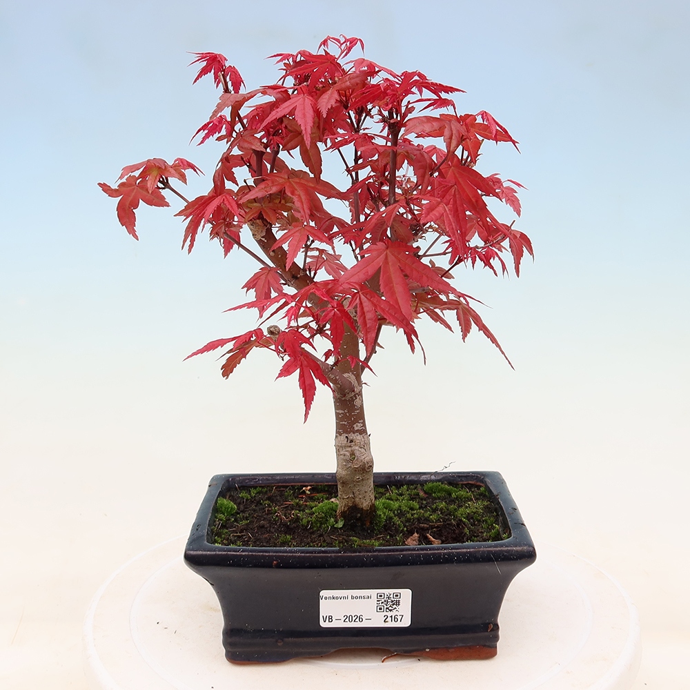 Outdoor bonsai - Acer palmatum DESHOJO