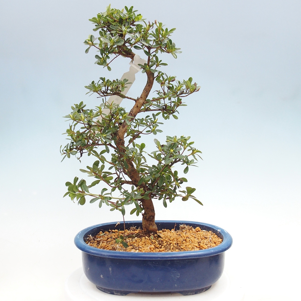 Bonsai zewnętrzne - Azalia japońska - Azalia Asahi-no-izumi
