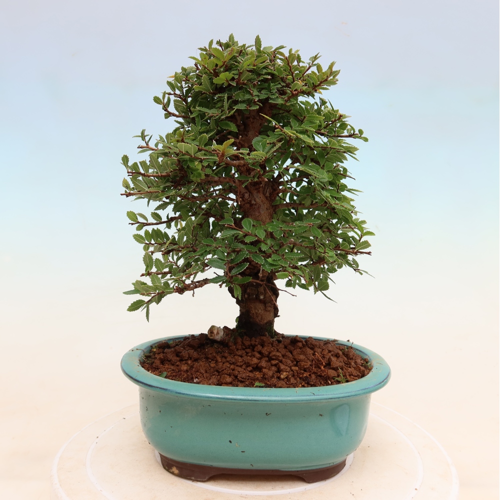 Bonsai zewnętrzne - Zelkova - Zelkova NIRE
