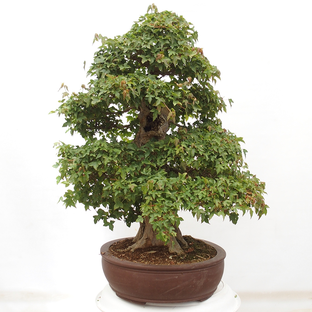 Outdoor bonsai - Maple Buergerianum - Burger Maple