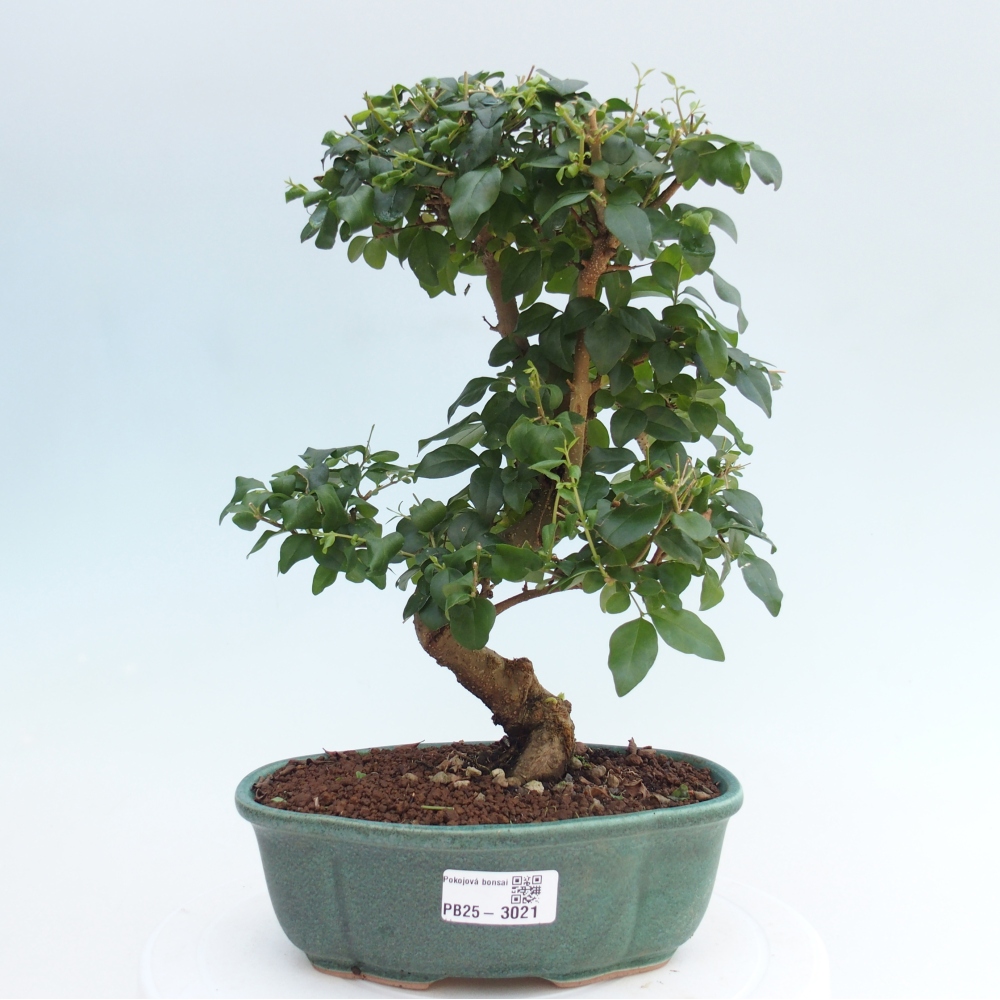 Indoor bonsai -Ligustrum chinensis - dziób ptaka