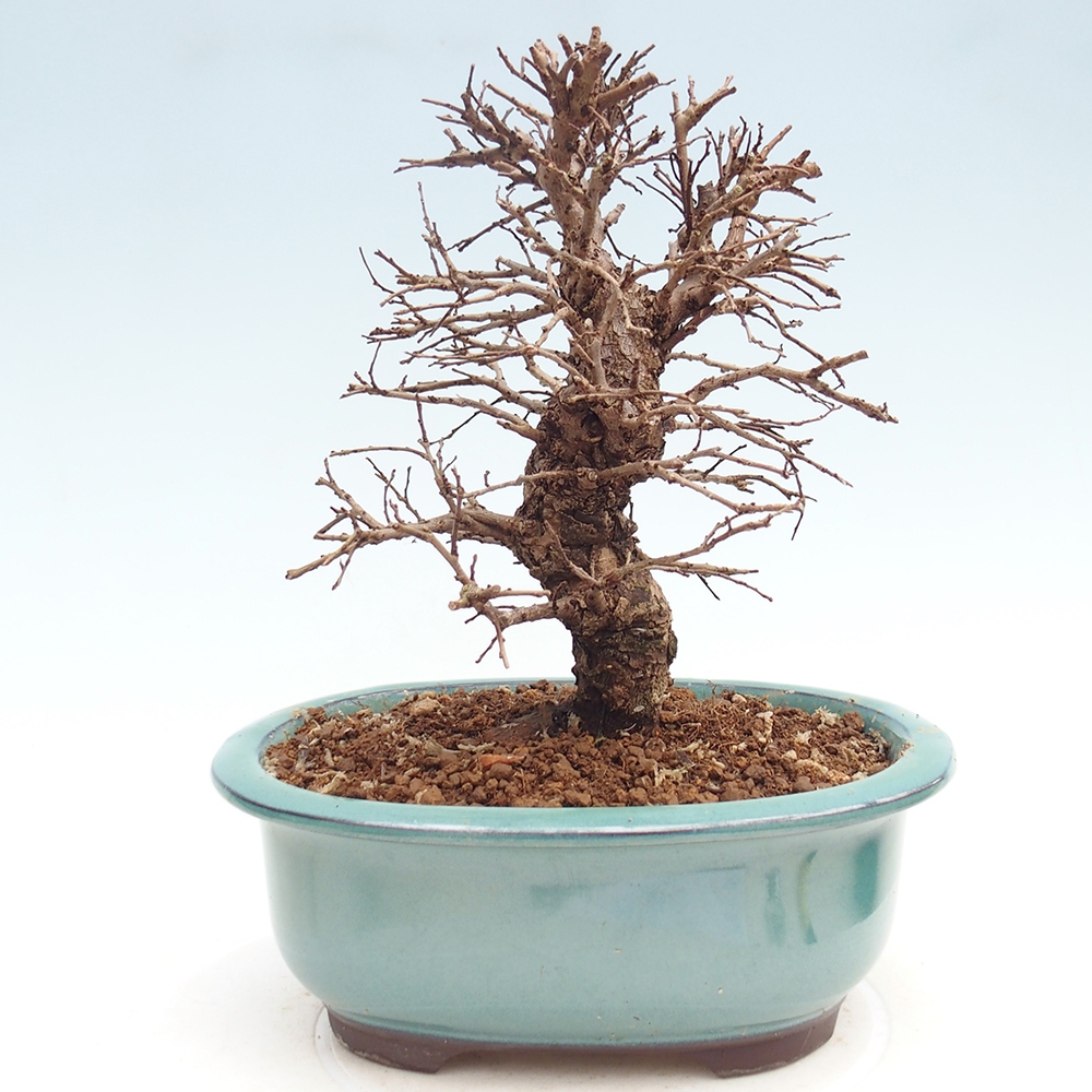 Bonsai zewnętrzne - Zelkova - Zelkova NIRE