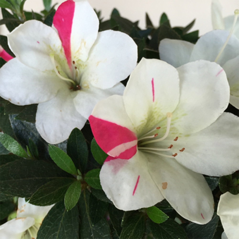 Bonsai zewnętrzne - Azalia japońska - Azalia Suigootome