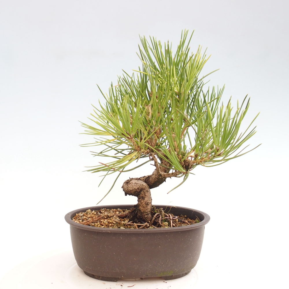 Bonsai ogrodowe - Pinus thunbergii - Sosna Thunbergia