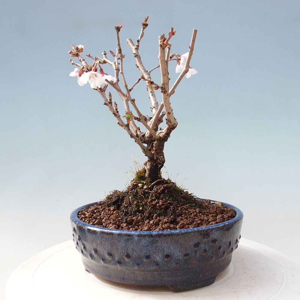 Bonsai zewnętrzne - Prunus incisa Kojou-no mai-cięcie śliwki