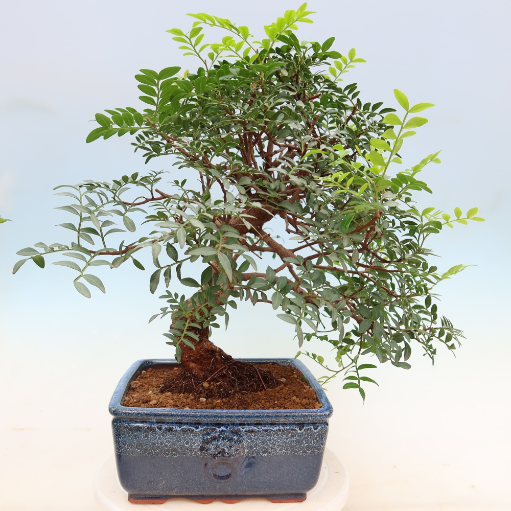 Bonsai pokojowe – Pistacia Lentiscus – Pistacja