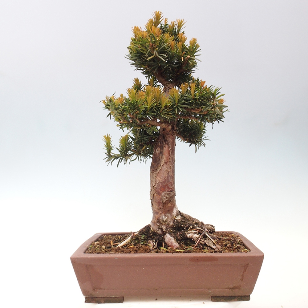 Bonsai na zewnątrz - Taxus cuspidata - cis japoński