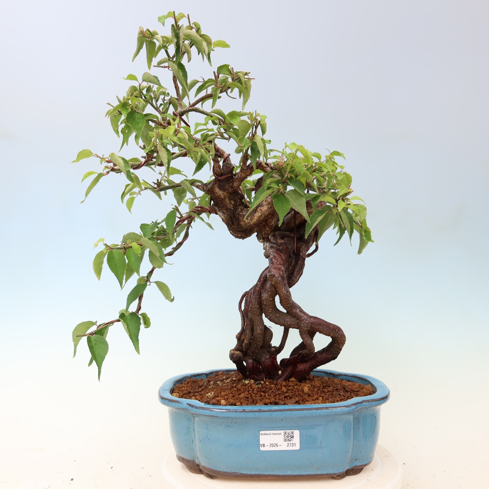 Bonsai ogrodowe – japońska śliwka – Prunus Mume