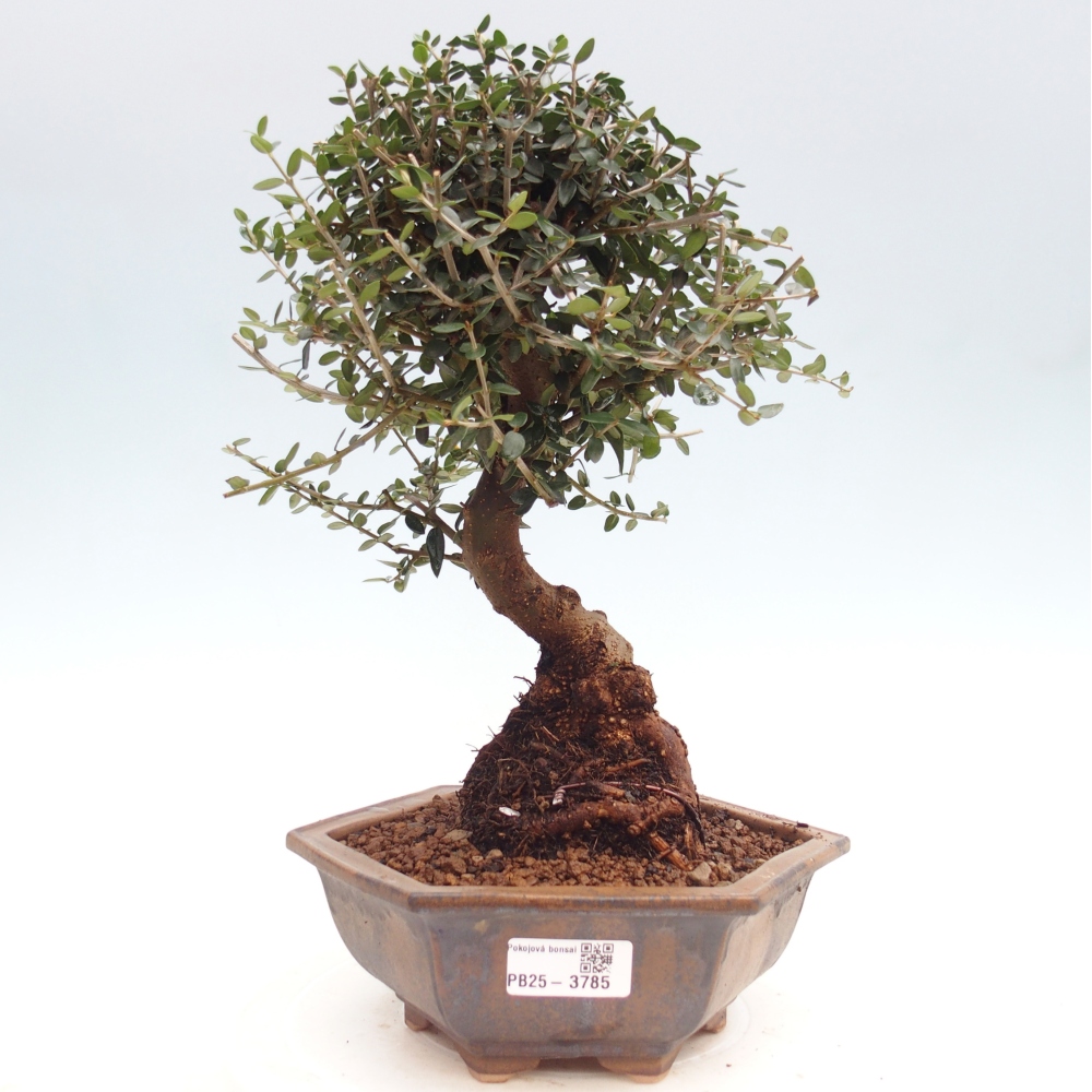 Bonsai do wnętrz - Olea europaea sylvestris