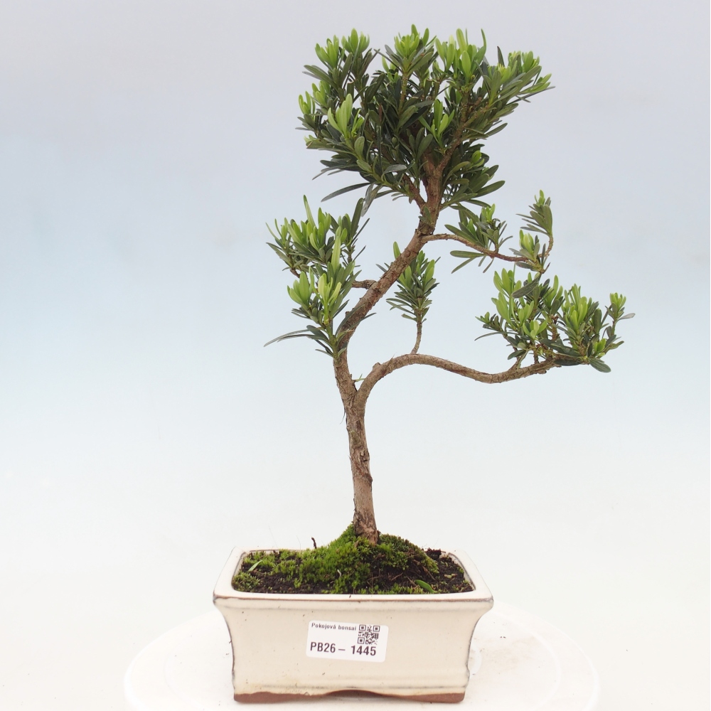 Pokój bonsai - Podocarpus - Kamienny cis