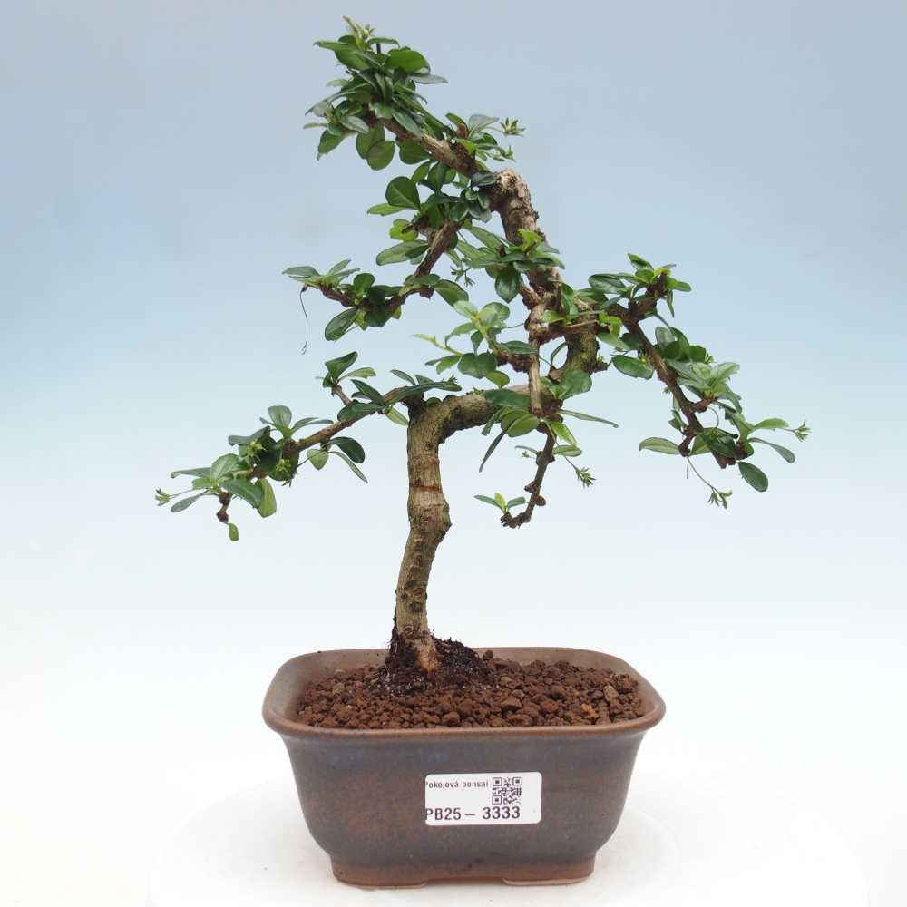 Bonsai wewnętrzne - Carmona makrophylla - Herbata Fuki